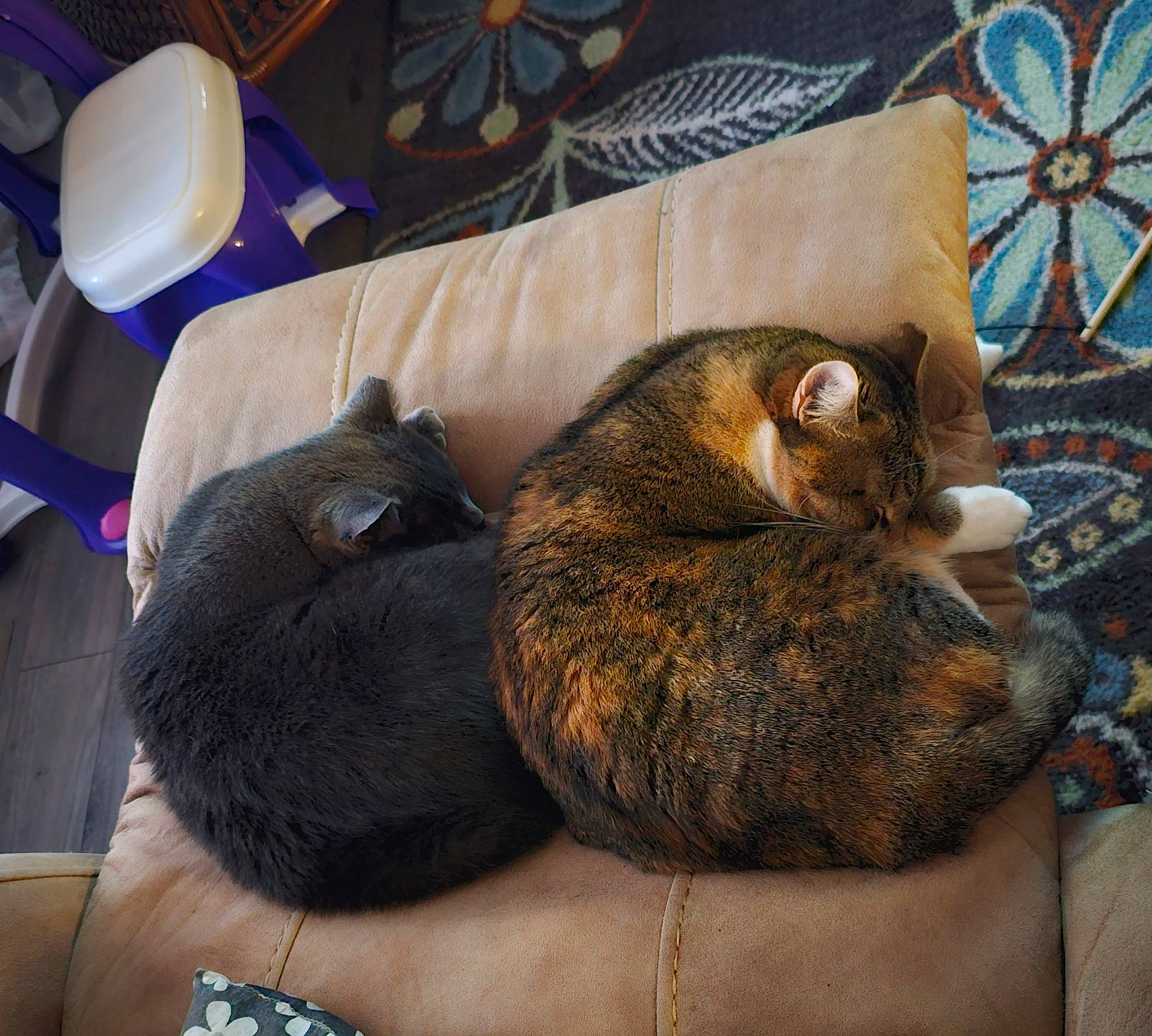 Coco Brat is registered to the contest to win money with this photo: blue, canidae, carnivore, cat, claw, comfort, dartboard, domestic_short_haired_cat, felidae, fur, grey, jewellery, linens, nap, paw, room, small_to_medium_sized_cats, tail, whiskers, wood