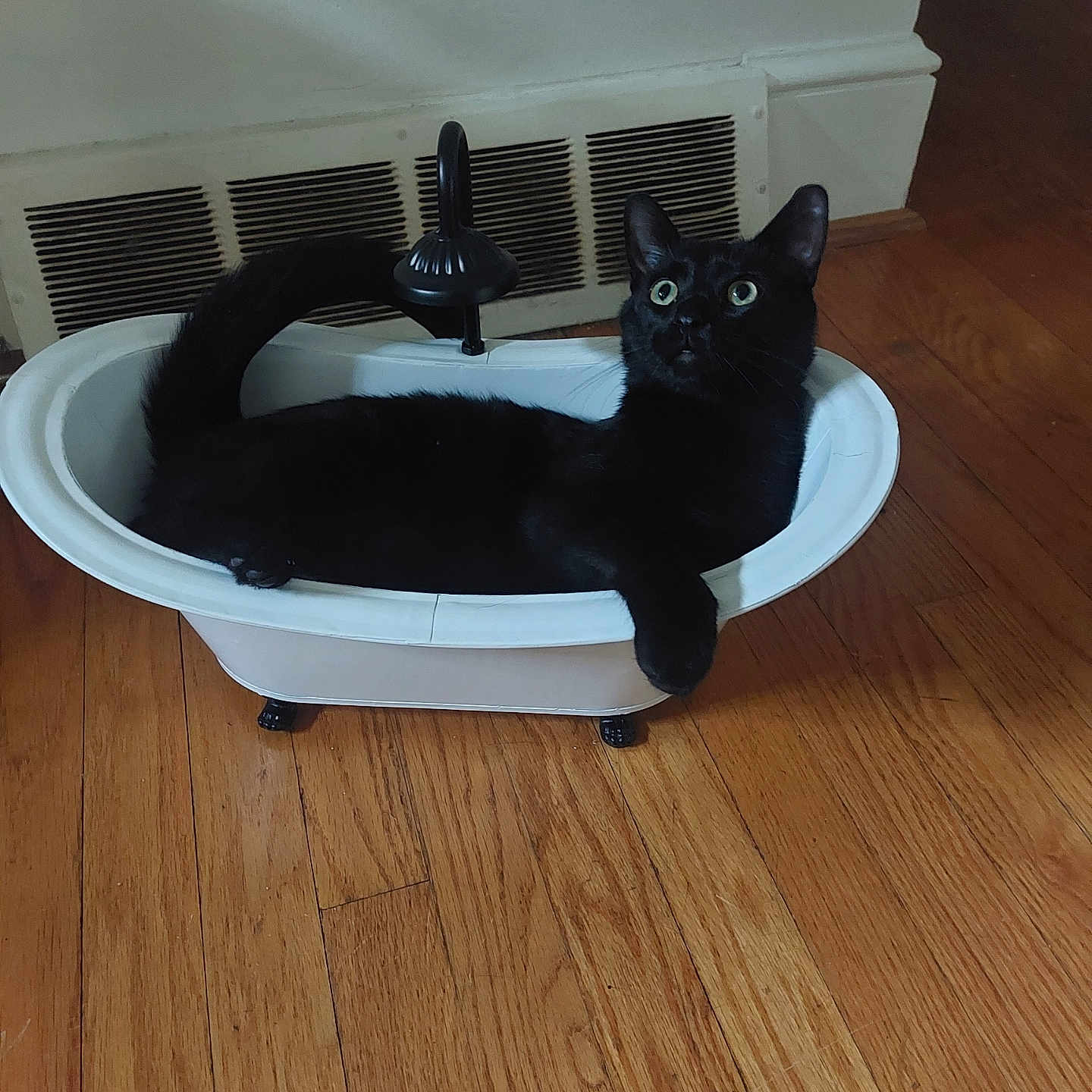 Alfred joined the competition — help win amazing prizes! animal, bathing, bathroom, bathtub, blackcat, cat, hardwood, indoors, interiordesign, kitten, manx, person, pet, plywood, room, sink, sinkfaucet, stainedwood, tub, wood