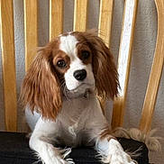 Bella is registered to the contest to win money with this photo: dog, cavalier_king_charles_spaniel, spaniel, pet, portrait, sitting, floppy_ears, long_fur, brown_and_white, white_chest, feathered_paws, long_tail, black_nose, dark_eyes, indoors, wooden_chair, gray_wall, furniture, companion_animal, cute