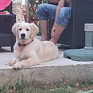Abbie a rejoint le concours — aidez-le/la à gagner de superbes lots ! animal, casual, concrete, dog, garden, golden_retriever, grass, hose, leisure, man, outdoor, patio, pet, puppy, relaxed, seated, shirtless, smartphone, summer, wicker_chair