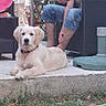animal, casual, concrete, dog, garden, golden_retriever, grass, hose, leisure, man, outdoor, patio, pet, puppy, relaxed, seated, shirtless, smartphone, summer, wicker_chair