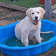 Abbie participe au concours pour gagner de l'argent avec cette photo : dog, puppy, golden_retriever, blue_pool, water, grass, outdoor, pet, playing, happy, animal, summer, garden, red_pot, fence, young_dog, sitting, collar, nature, fun