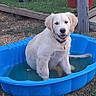 dog, puppy, golden_retriever, blue_pool, water, grass, outdoor, pet, playing, happy, animal, summer, garden, red_pot, fence, young_dog, sitting, collar, nature, fun