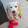 Abbie participe au concours pour gagner de l'argent avec cette photo : dog, puppy, golden_retriever, toy, plush_toy, red_toy, yellow_toy, outdoor, patio, concrete, grass, chair, furniture, happy, smiling, pet, animal, playful, cute, sitting
