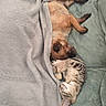 dog, kitten, blanket, couch, sleeping, cozy, cute, pet, fur, snuggling, resting, indoor, companion, animal, relaxation, small_dog, tabby_kitten, soft_texture, domestic, peaceful