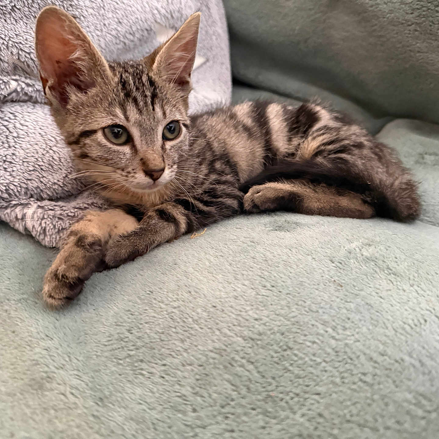 Taz
