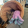 kitten, cat, toy, octopus, plush_toy, fuzzy_tunnel, blanket, cozy, indoor, pet, animal, furniture, soft_texture, curious, snuggling, ears, paws, window, chair, light