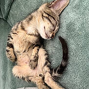 Taz a rejoint le concours — aidez-le/la à gagner de superbes lots ! kitten, sleeping, tabby, cat, pet, cute, fur, whiskers, paw, tail, cozy, relaxed, indoors, blanket, soft, nap, animal, feline, young, resting