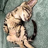 kitten, sleeping, tabby, cat, pet, cute, fur, whiskers, paw, tail, cozy, relaxed, indoors, blanket, soft, nap, animal, feline, young, resting
