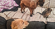 Taz participe au concours pour gagner de l'argent avec cette photo : dog, puppy, kitten, cat, couch, blanket, striped, furniture, pet, indoor, curious, small_dog, golden_retriever, tabby_cat, brown_dog, living_room, cozy, domestic_animals, pets_interaction, striped_blanket