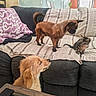 dog, puppy, kitten, cat, couch, blanket, striped, furniture, pet, indoor, curious, small_dog, golden_retriever, tabby_cat, brown_dog, living_room, cozy, domestic_animals, pets_interaction, striped_blanket