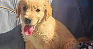 Bacco a rejoint le concours — aidez-le/la à gagner de superbes lots ! puppy, dog, golden_retriever, pet, animal, cute, tongue_out, fluffy, indoor, blanket, car_seat, sunlight, fur, young, sitting, looking_at_camera, adorable, happy, domestic_animal, companion