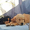 Bacco a rejoint le concours — aidez-le/la à gagner de superbes lots ! puppy, dog, sleeping, cute, fur, animal, pet, resting, closeup, two_puppies, golden_puppy, black_puppy, cozy, soft, blanket, indoor, peaceful, adorable, young_dog, nap