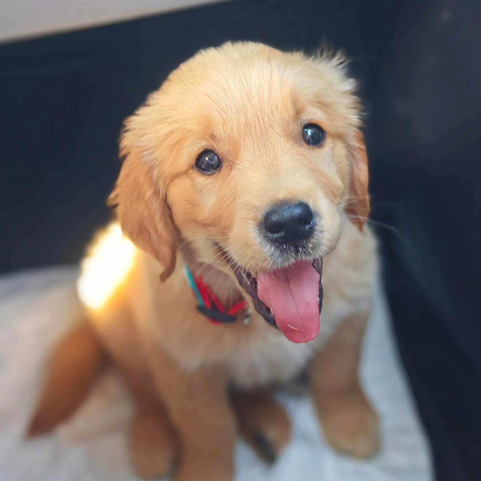 Bacco a rejoint le concours — aidez-le/la à gagner de superbes lots ! puppy, golden_retriever, dog, pet, cute, tongue_out, happy, fur, animal, young, domestic_animal, sitting, face, collar, indoor, soft_light, closeup, adorable, canine, friendly