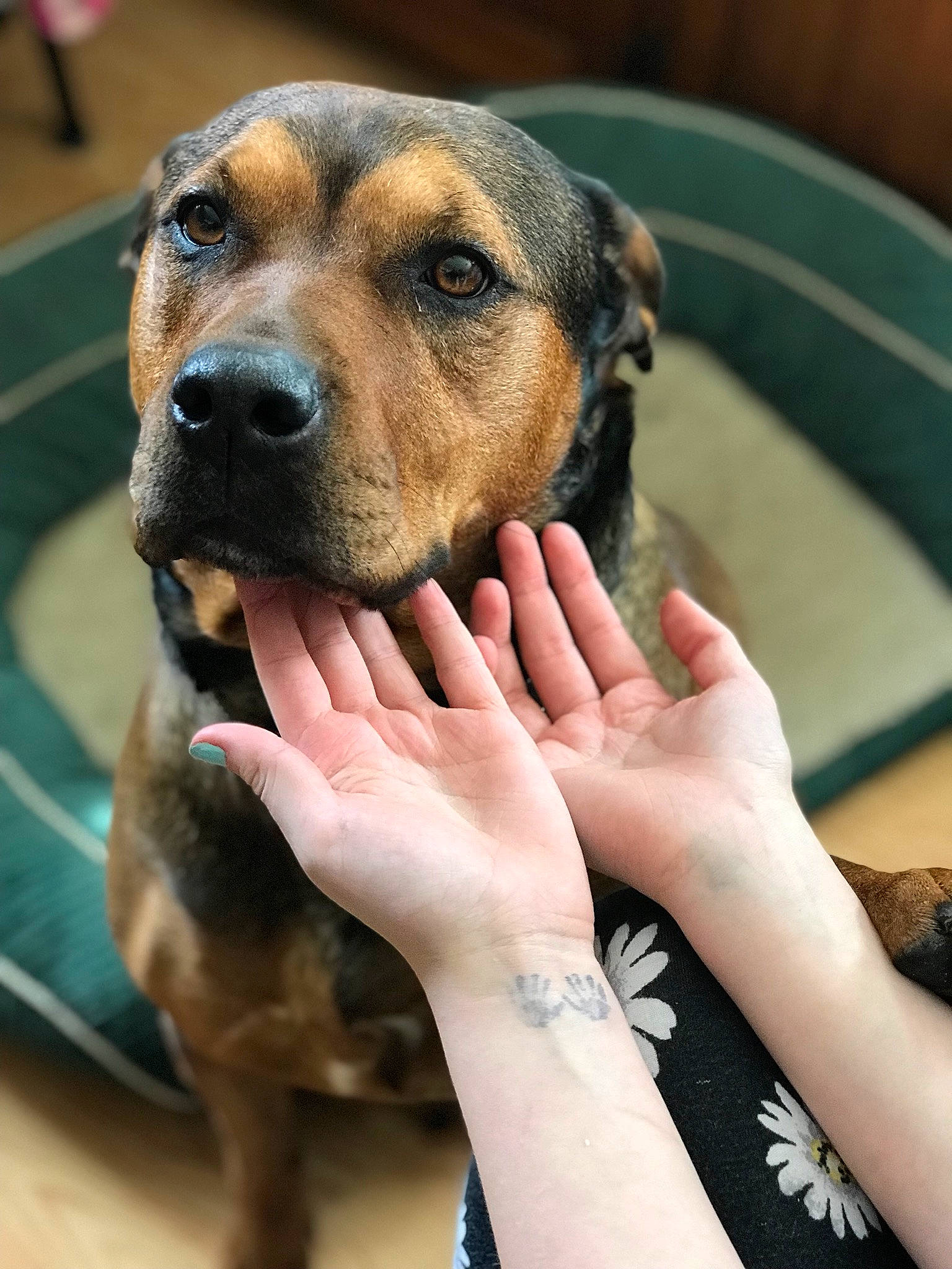 Ruby is registered to the contest to win money with this photo: canidae, carnivore, dog, dog_breed, fawn, mammal, paw, puppy_love, rare_breed_dog, snout, vertebrate