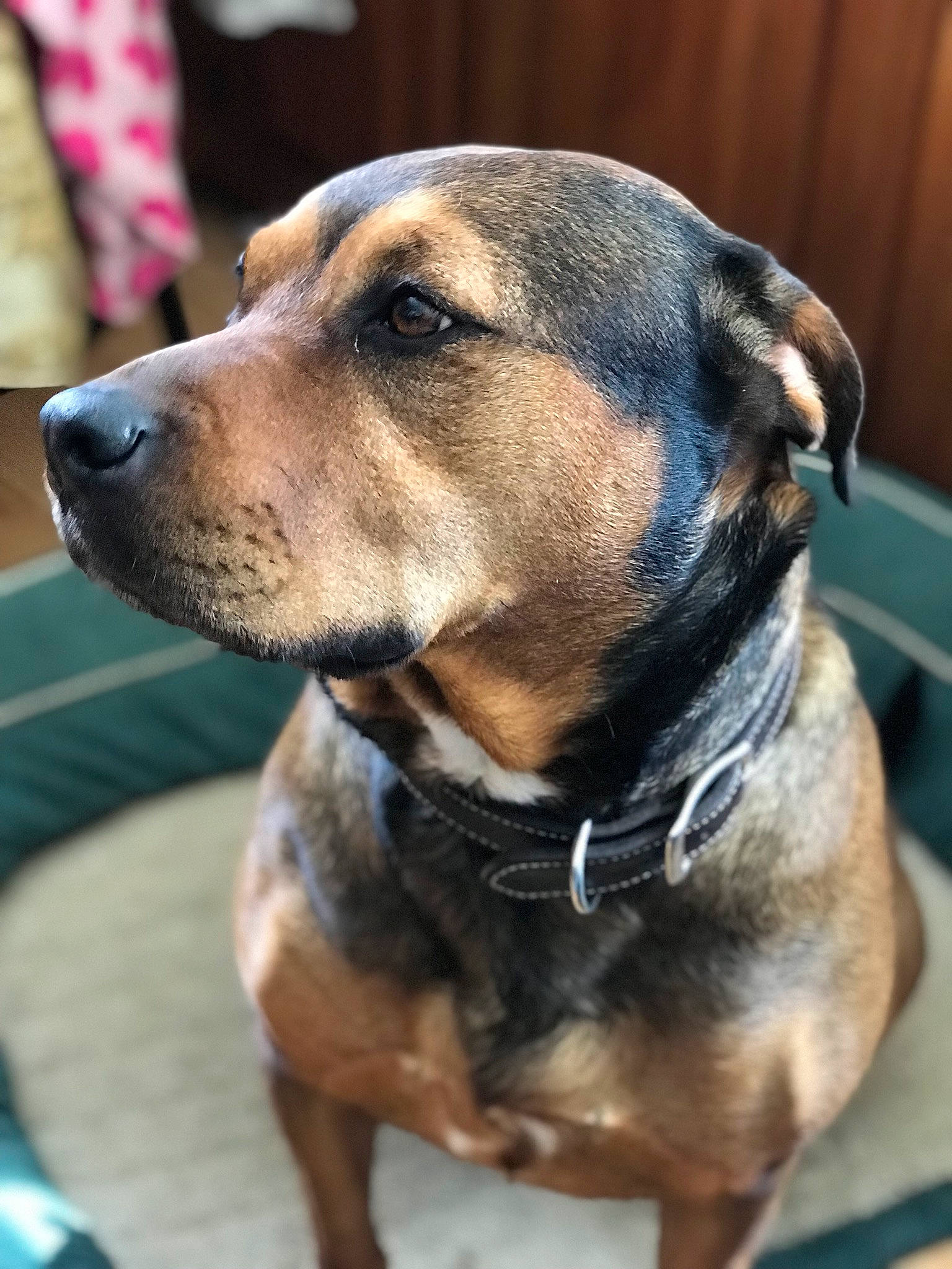 Ruby is registered to the contest to win money with this photo: black_mouth_cur, canidae, carnivore, collar, dog, dog_breed, fawn, mammal, perro_de_presa_mallorquin, rare_breed_dog, snout, vertebrate, whiskers