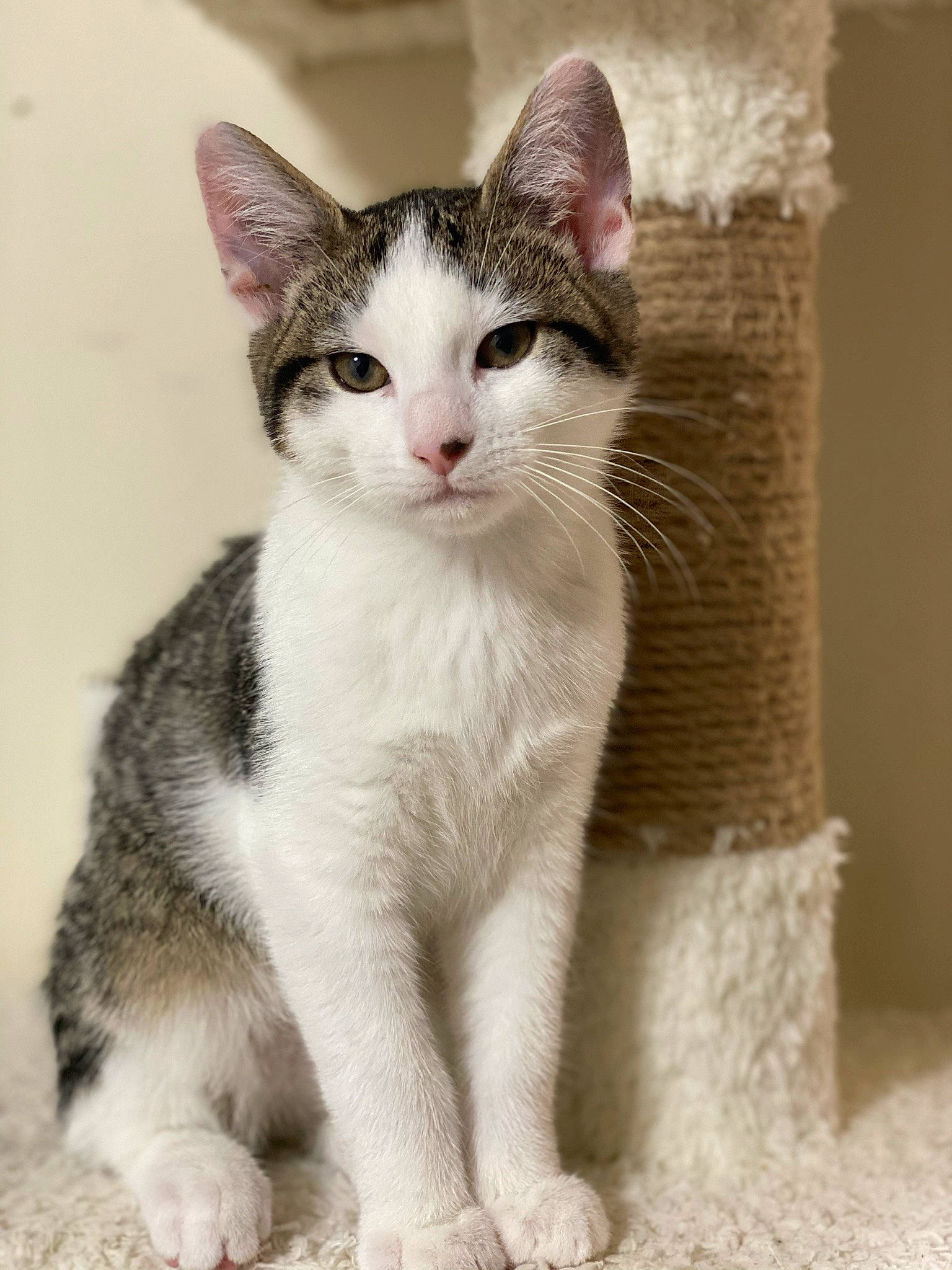 Jasper is registered to the contest to win money with this photo: aegean_cat, american_wirehair, arabian_mau, asian, carnivore, cat, domestic_short_haired_cat, european_shorthair, felidae, kitten, mammal, polydactyl_cat, small_to_medium_sized_cats, snout, tabby_cat, vertebrate, whiskers