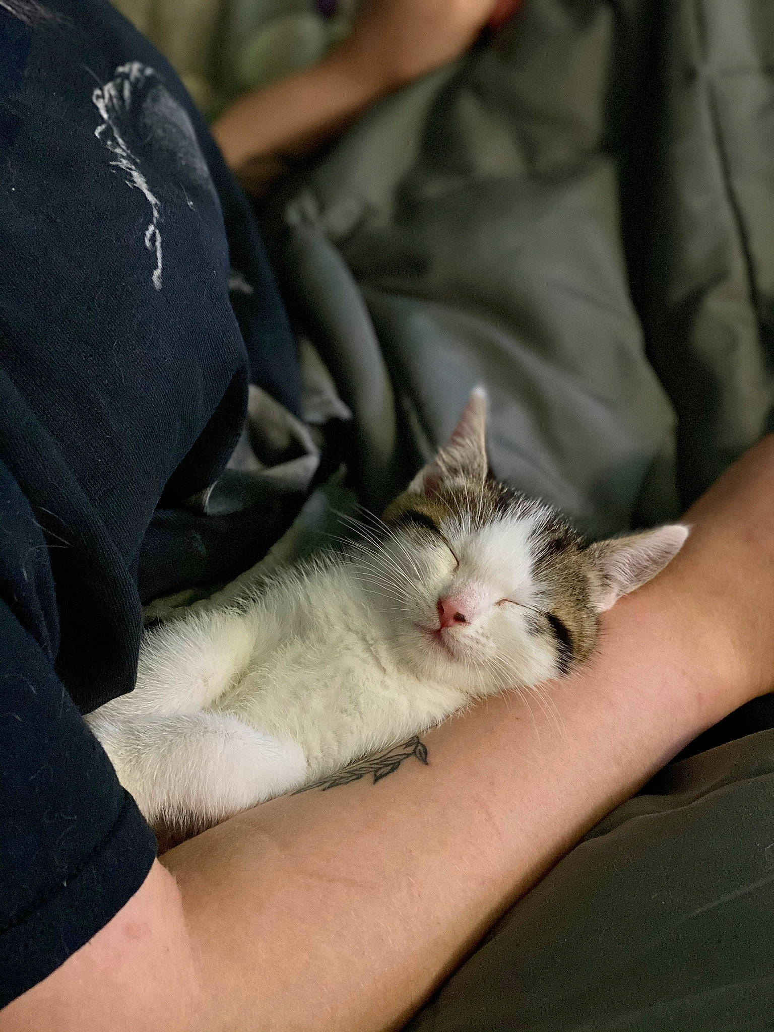 Jasper joined the competition — help win amazing prizes! aegean_cat, carnivore, cat, claw, domestic_short_haired_cat, european_shorthair, felidae, hand, kitten, leg, small_to_medium_sized_cats, whiskers