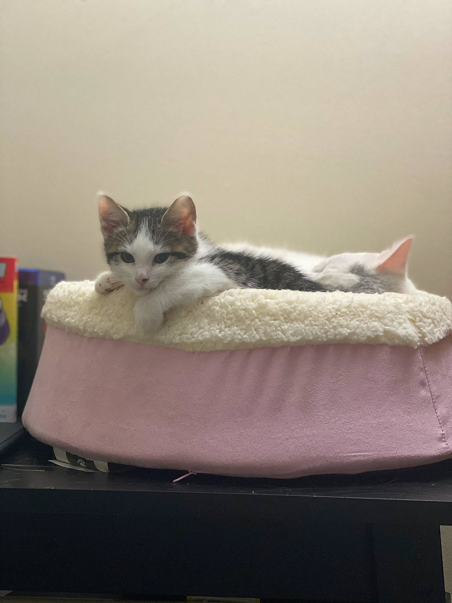 Jasper is registered to the contest to win money with this photo: aegean_cat, carnivore, cat, cat_bed, comfort, domestic_short_haired_cat, european_shorthair, felidae, furniture, kitten, small_to_medium_sized_cats, tail, turkish_van, whiskers