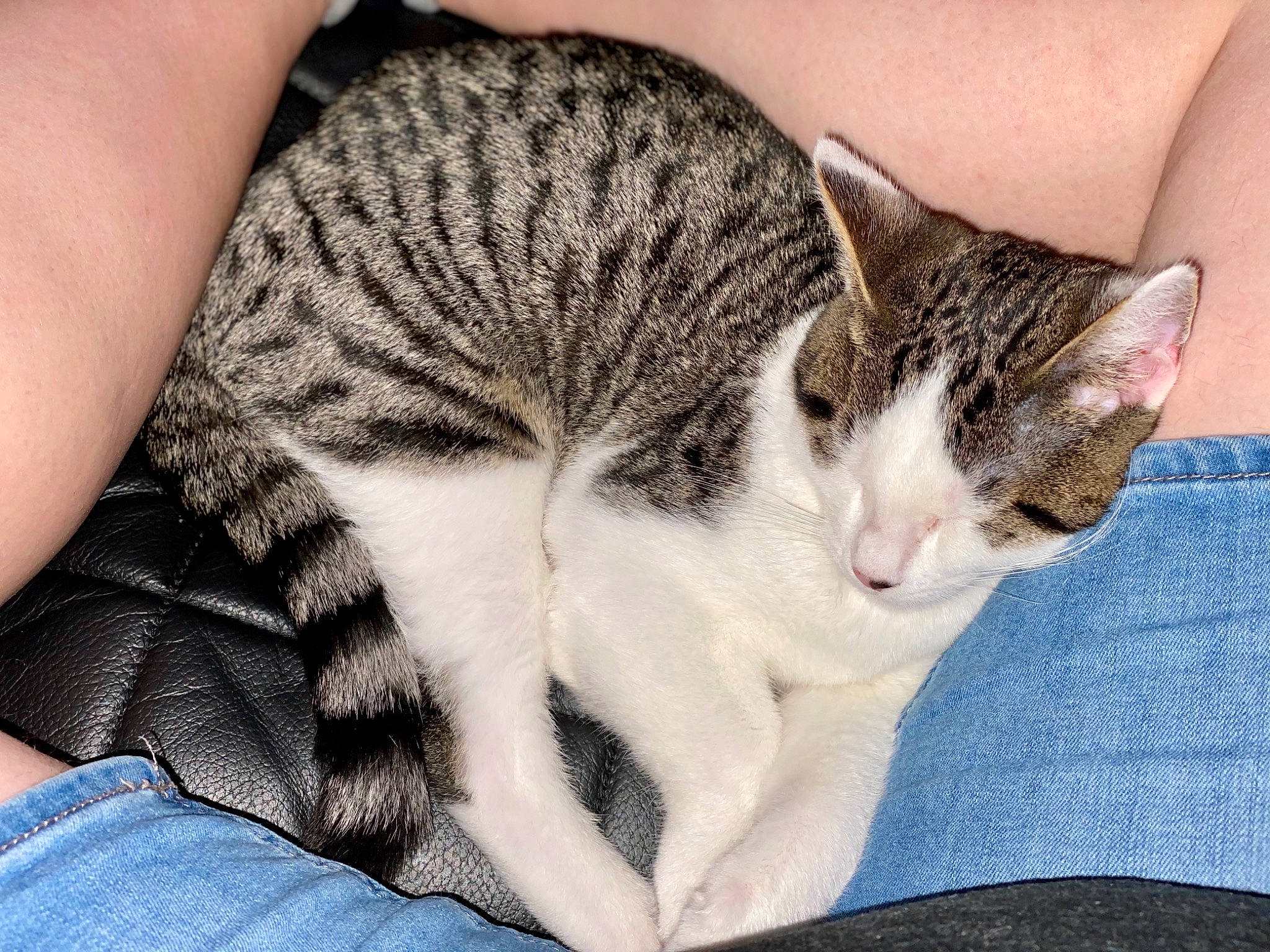 Jasper is registered to the contest to win money with this photo: aegean_cat, american_wirehair, arm, asian, carnivore, cat, domestic_short_haired_cat, dragon_li, ear, european_shorthair, felidae, fur, hand, kitten, leg, nap, sleep, small_to_medium_sized_cats, tabby_cat, whiskers