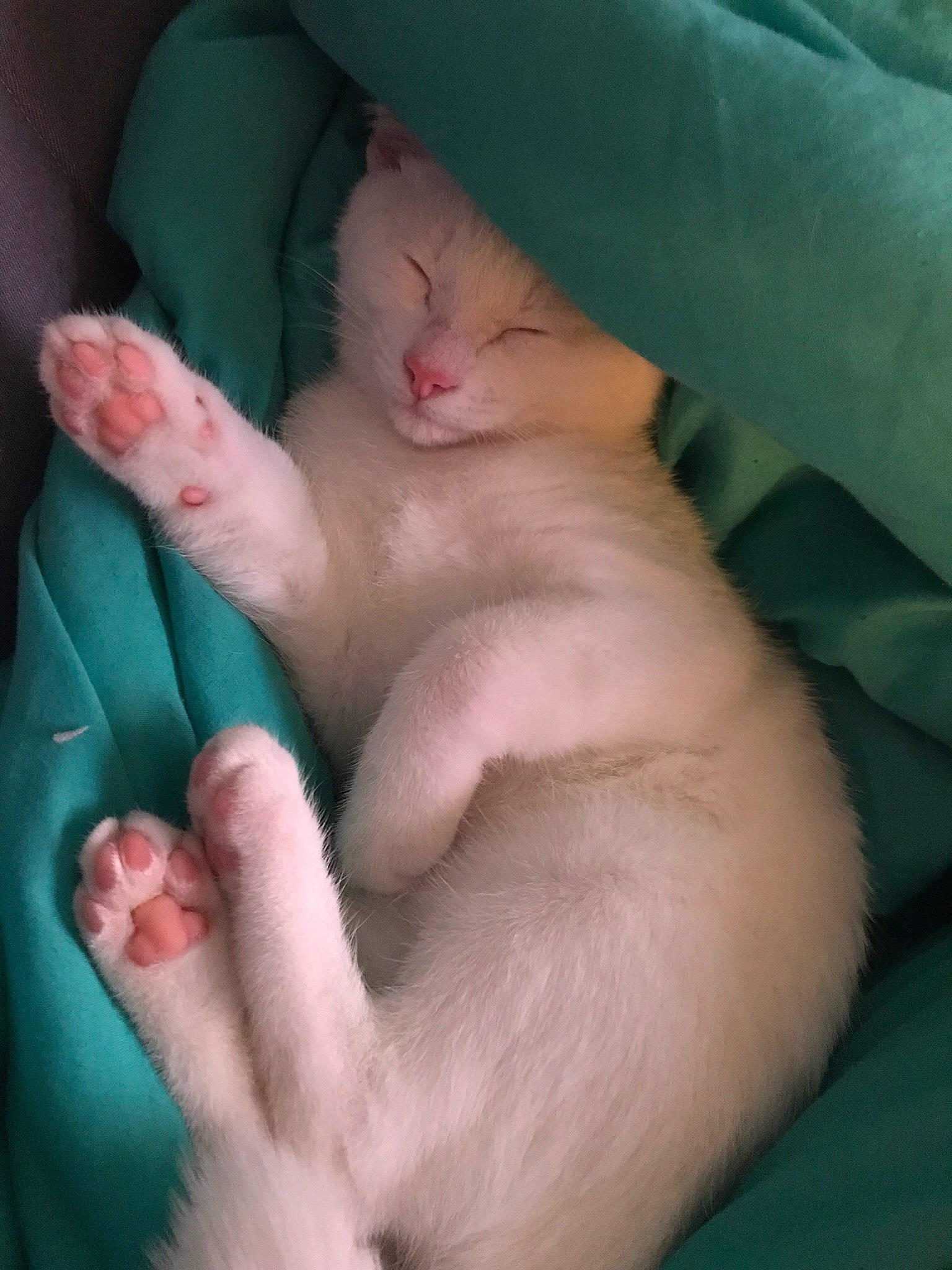 Opal joined the competition — help win amazing prizes! baby, cat, child, felidae, leg, mouth, nose, skin, small_to_medium_sized_cats