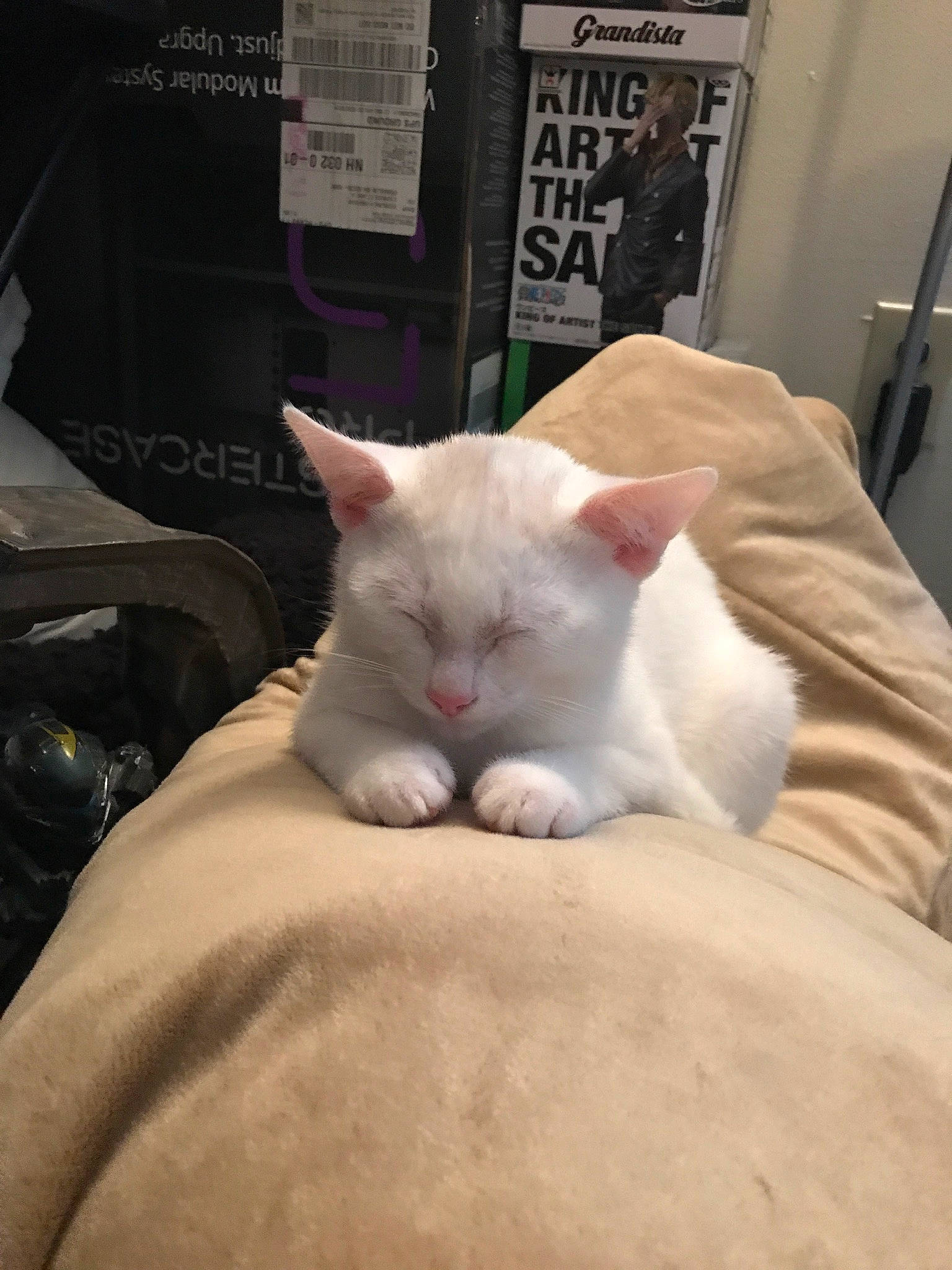 Opal is registered to the contest to win money with this photo: asian, burmilla, carnivore, cat, colorpoint_shorthair, domestic_short_haired_cat, felidae, khao_manee, kitten, mammal, nap, small_to_medium_sized_cats, turkish_angora, turkish_van, whiskers