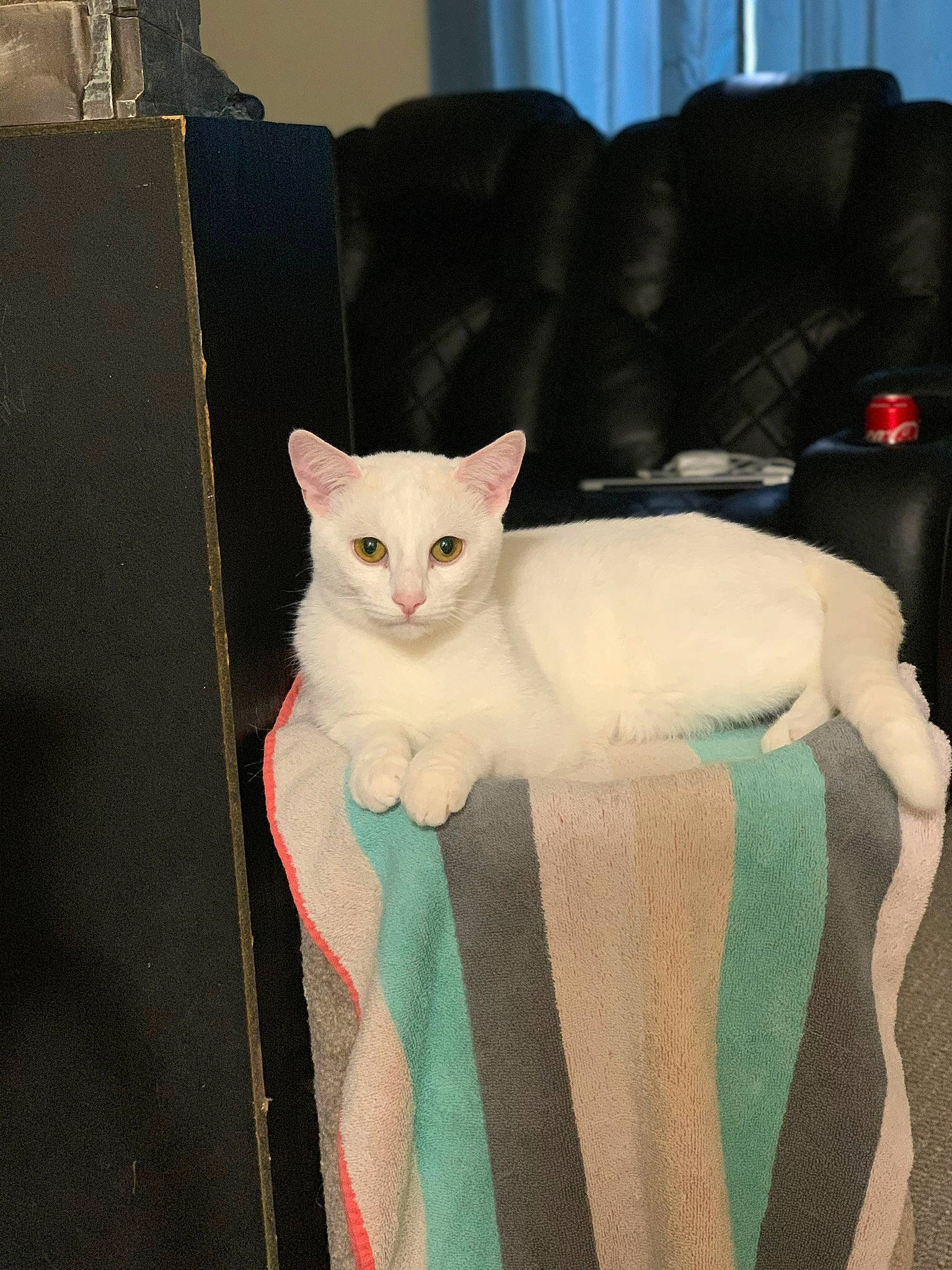 Opal is registered to the contest to win money with this photo: asian, burmilla, carnivore, cat, colorpoint_shorthair, fawn, felidae, fur, khao_manee, mammal, oriental_shorthair, small_to_medium_sized_cats, tail, turkish_angora, turkish_van, whiskers