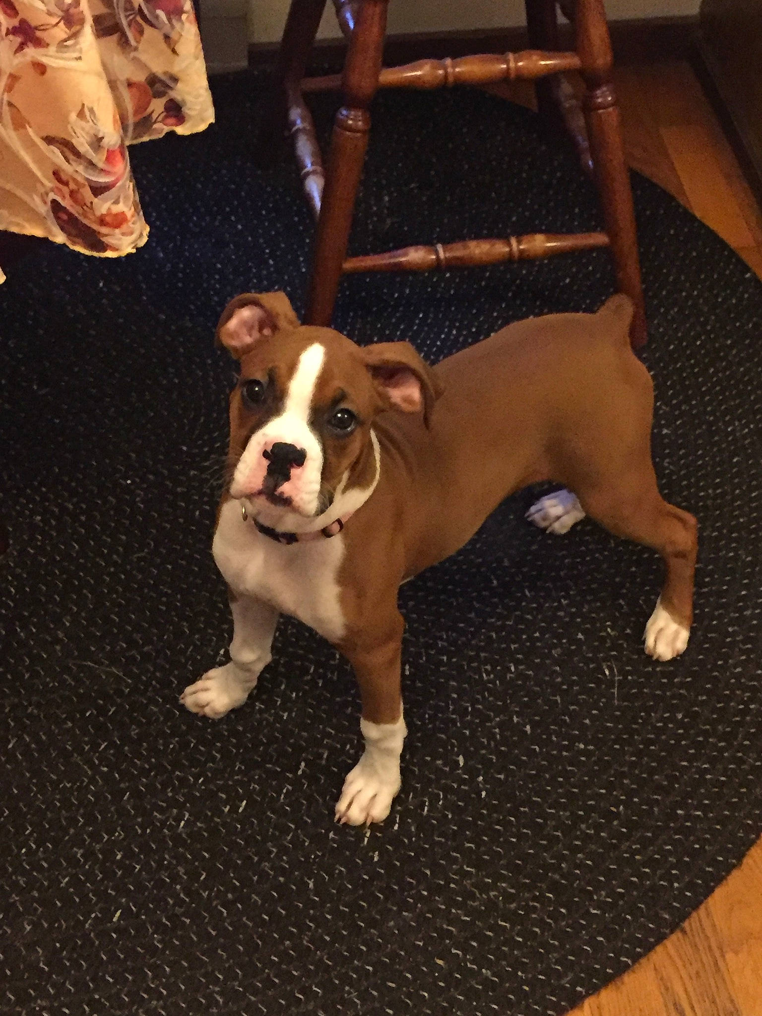 Biscuit is registered to the contest to win money with this photo: american_bulldog, american_pit_bull_terrier, australian_bulldog, bulldog, canidae, carnivore, companion_dog, dog, dog_breed, fawn, mammal, molosser, non_sporting_group, old_english_bulldog, olde_english_bulldogge, rare_breed_dog, snout, sporting_group, valley_bulldog, vertebrate