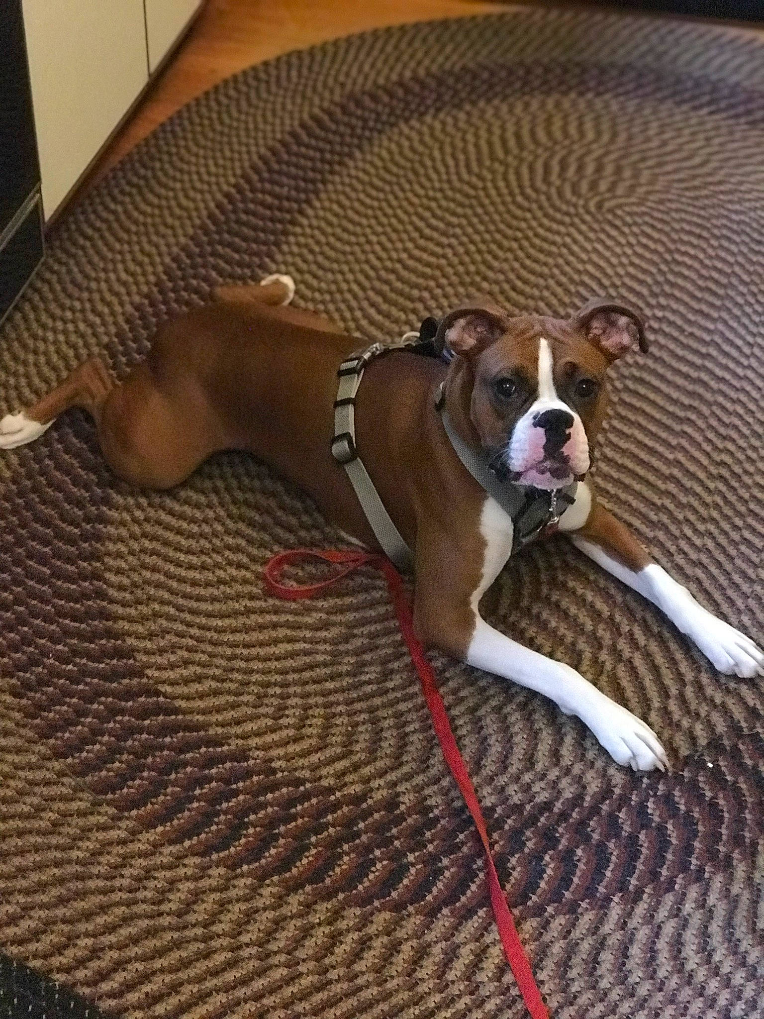 Biscuit is registered to the contest to win money with this photo: american_pit_bull_terrier, american_staffordshire_terrier, boston_terrier, boxer, canidae, carnivore, companion_dog, dog, dog_breed, dog_collar, fawn, leash, mammal, non_sporting_group, olde_english_bulldogge, puppy, valley_bulldog