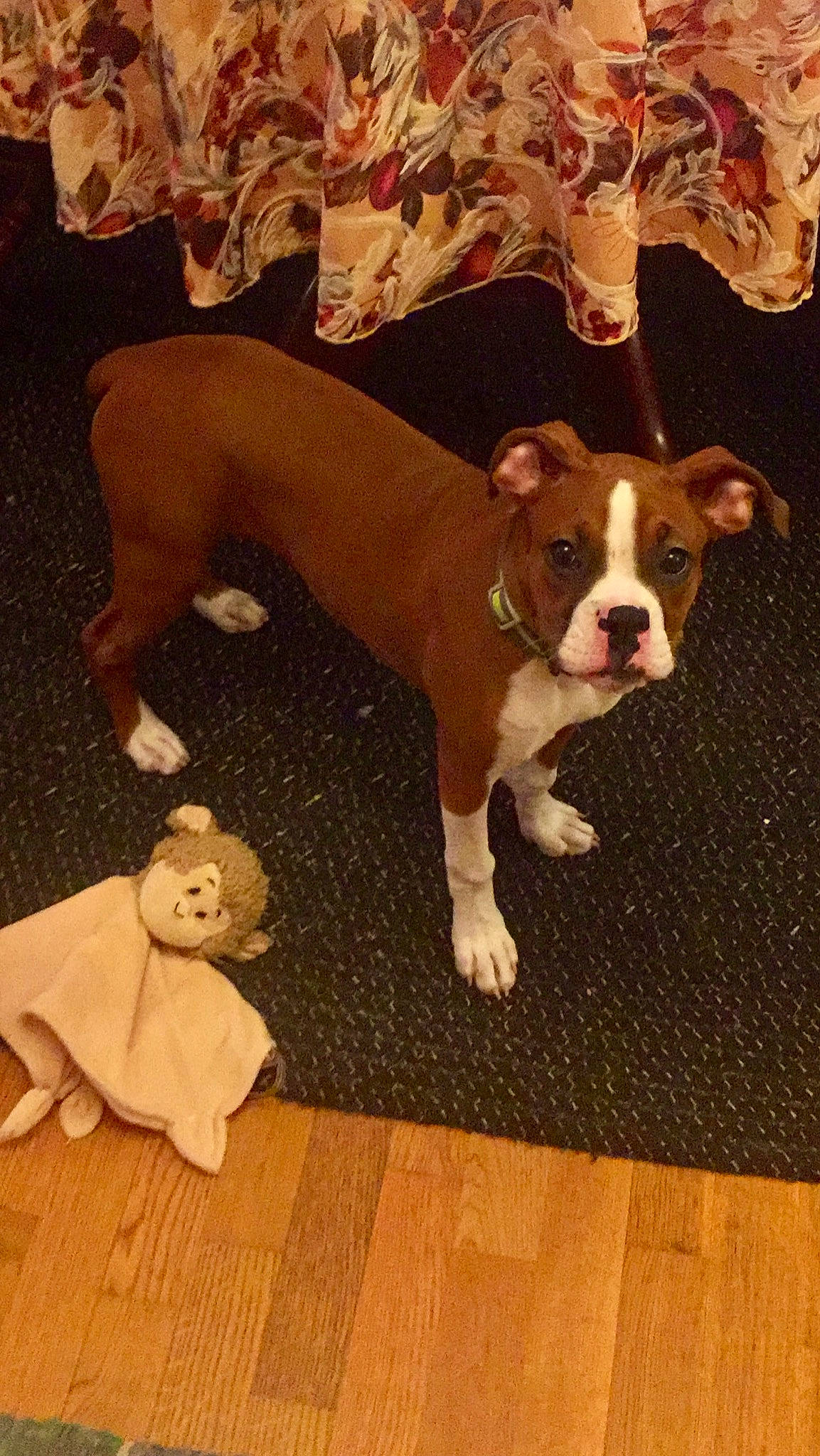 Biscuit joined the competition — help win amazing prizes! american_bulldog, american_pit_bull_terrier, american_staffordshire_terrier, boston_terrier, boxer, canidae, carnivore, companion_dog, dog, dog_breed, fawn, mammal, non_sporting_group, olde_english_bulldogge, pit_bull, rare_breed_dog, sporting_group, tail, valley_bulldog, vertebrate