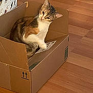 Rox is registered to the contest to win money with this photo: box, calico_cat, cardboard, cardboard_box, cat, cozy, curious, domestic_animal, feline, hardwood_floor, home, indoor, laundry_basket, looking_up, packaging_label, paw, pet, portrait, sitting, whiskers
