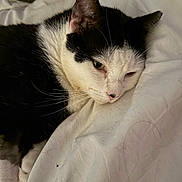 Dani is registered to the contest to win money with this photo: bed, bedding, black_and_white, blanket, cat, cat_face, closeup, cozy, domestic_animal, fur, indoor, paw, pet, pink_nose, portrait, relaxing, sheet, sleepy, soft_lighting, whiskers