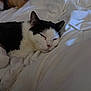 bed, black_and_white_cat, blanket, cat, close_up, cozy, domestic_animal, feline, indoor, nap, paw, pet, portrait, relaxed, sleeping, sleeping_face, soft_lighting, stuffed_toy, whiskers, white_bedding