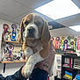 Aldo participe au concours pour gagner de l'argent avec cette photo : beagle, puppy, dog, indoor, trophies, ribbons, person, hand, holding, sleeve, tattoo, shelf, cabinet, office, lighting, white_ceiling, award, medal, cute, pet