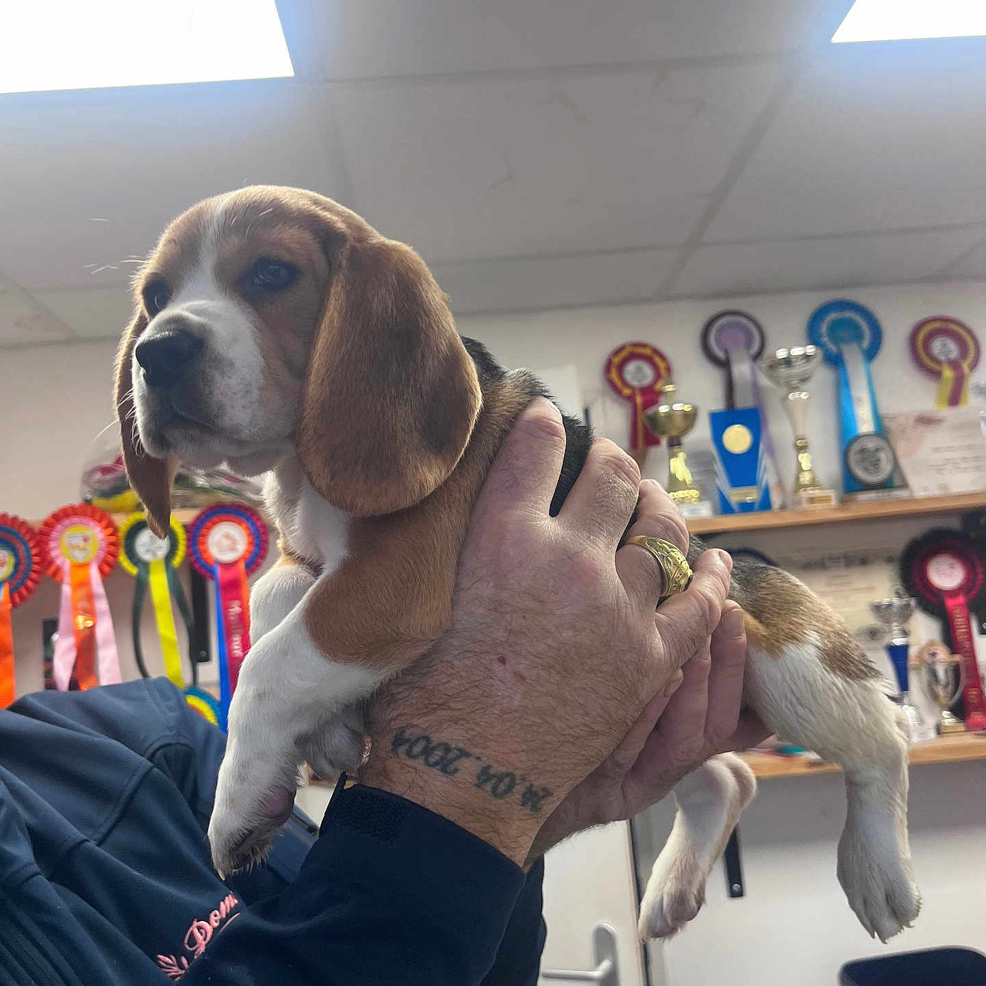 Aldo a rejoint le concours — aidez-le/la à gagner de superbes lots ! animal, award, beagle, ceiling, cute, dog, door, hand, holding, indoor, light, person, pet, puppy, ribbons, ring, shelf, tattoo, trophies, wall