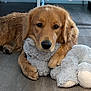 golden_retriever, dog, puppy, stuffed_toy, plush, floor, wooden_floor, pet, animal, cute, indoor, laying_down, fur, brown, soft_toy, claws, face, ears, nose, paws