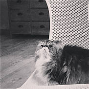 Loustic a rejoint le concours — aidez-le/la à gagner de superbes lots ! animal, black_and_white, cat, chair, cozy, curious, cute, domestic, drawer, feline, fluffy, furniture, home, indoor, looking_up, pet, portrait, resting, texture, wooden_floor