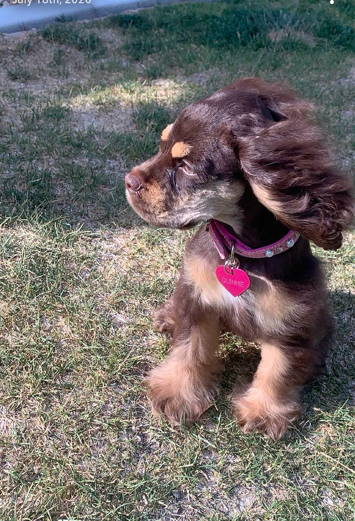 Quinnie is registered to the contest to win money with this photo: dog, puppy, grass, outdoor, pet, collar, fluffy_ears, brown_fur, cute, animal, young_dog, tag, sunlight, side_view, nature, adorable, canine, fur, small_dog, playful
