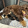 Quinnie is registered to the contest to win money with this photo: dog, puppies, mother_dog, nursing, blanket, playpen, indoor, resting, fur, curly_fur, brown_dog, black_puppies, newborn_puppies, animal_mother, cozy, pet, cute, sleeping, comfort, family