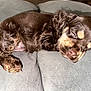 puppy, dog, sleeping, brown, curly_fur, couch, indoor, pet, cozy, relaxed, closeup, fur, animal, mammal, resting, cute, adorable, snout, paw, face
