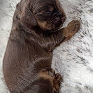 Quinnie joined the competition — help win amazing prizes! puppy, sleeping, dog, newborn, brown_fur, fluffy_blanket, cute, animal, pet, resting, small, cozy, soft, fur, mammal, domestic_animal, young, peaceful, side_view, relaxing