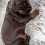 puppy, sleeping, dog, newborn, brown_fur, fluffy_blanket, cute, animal, pet, resting, small, cozy, soft, fur, mammal, domestic_animal, young, peaceful, side_view, relaxing
