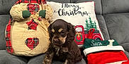 Quinnie is registered to the contest to win money with this photo: puppy, dog, brown_puppy, couch, plush_snowman, christmas_pillow, holiday_decor, red_truck, stocking, santa, festive, indoor, cute, small_dog, floppy_ears, cozy, fabric, seated, pet, adorable