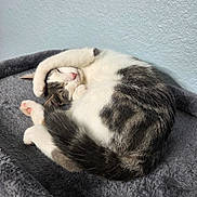 Peanut is registered to the contest to win money with this photo: bed, cat, cozy, curled_up, cute, domestic_animal, feline, fur, gray, indoor, nap, paw, pet, pink_nose, relaxed, resting, sleeping, soft, whiskers, white