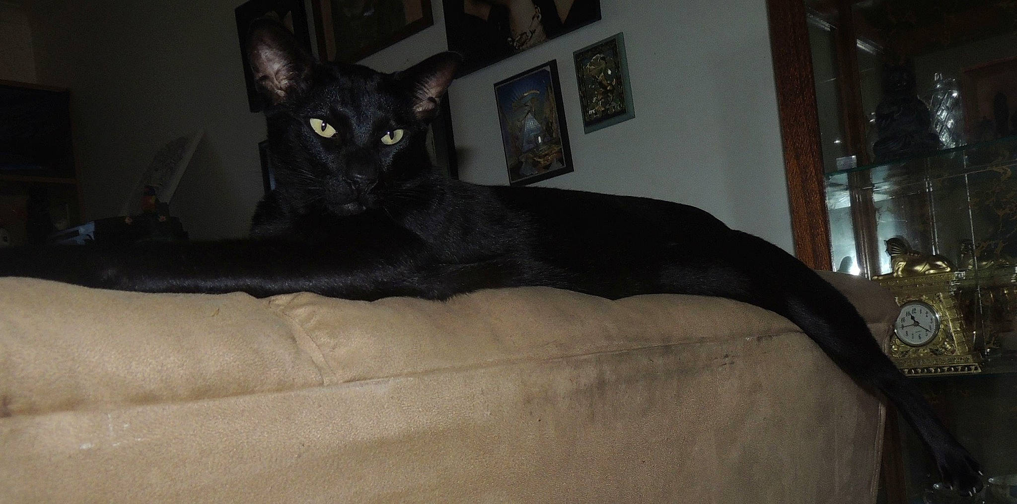 Saige-adonia joined the competition — help win amazing prizes! bed, bedding, black_cat, bombay, carnivore, cat, comfort, domestic_short_haired_cat, felidae, fur, grey, hardwood, linens, picture_frame, room, small_to_medium_sized_cats, snout, tail, whiskers, wood