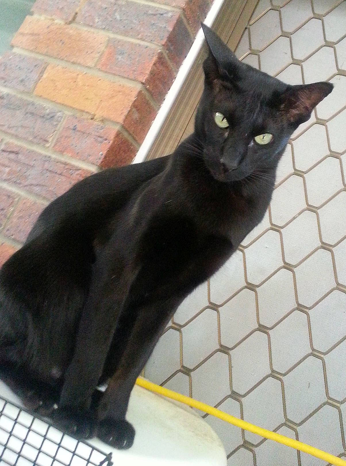 Saige-adonia joined the competition — help win amazing prizes! black_cat, bombay, carnivore, cat, computer_keyboard, domestic_short_haired_cat, felidae, flooring, fur, grey, light, line, mesh, pet_supply, small_to_medium_sized_cats, snout, tail, terrestrial_animal, whiskers, window