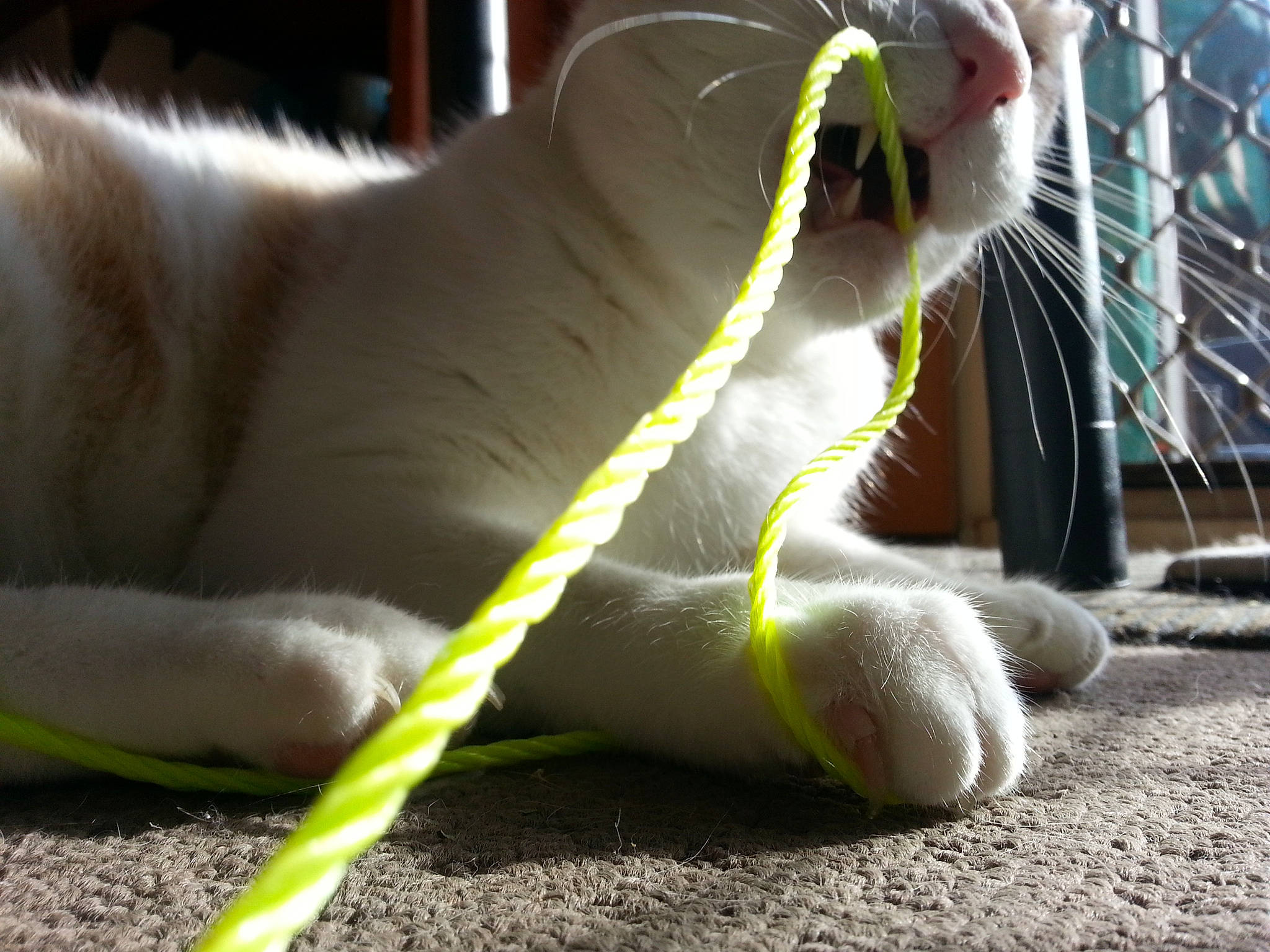 Hunter-adonis joined the competition — help win amazing prizes! comfort, companion_dog, dog_breed, fawn, felidae, fence, foot, fur, grass, human_leg, mammal, paw, small_to_medium_sized_cats, snout, stuffed_toy, tail, terrestrial_animal, toy, whiskers, wildlife