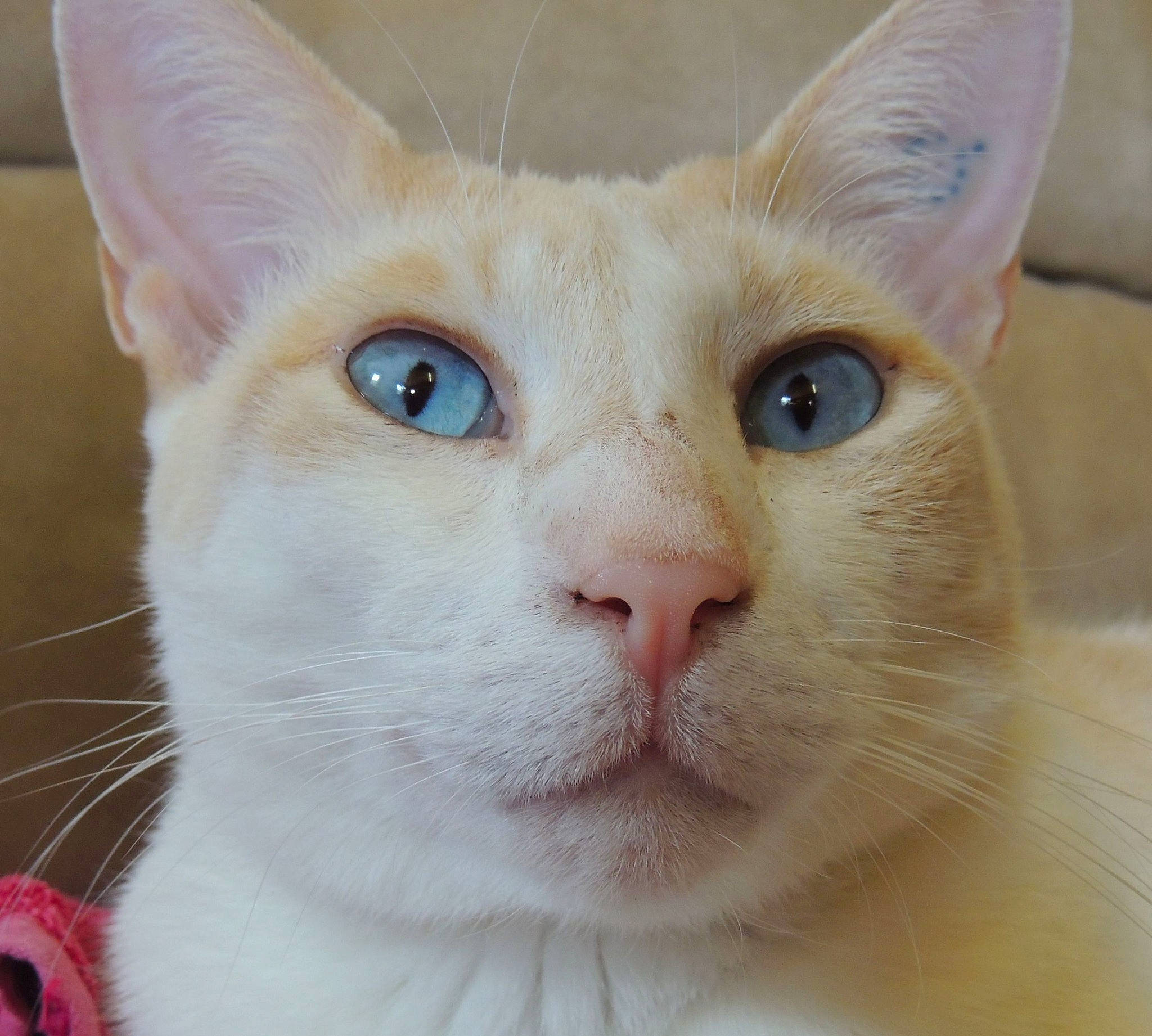 Hunter-adonis joined the competition — help win amazing prizes! carnivore, cat, close_up, domestic_short_haired_cat, ear, fawn, felidae, fur, head, iris, small_to_medium_sized_cats, snout, terrestrial_animal, whiskers