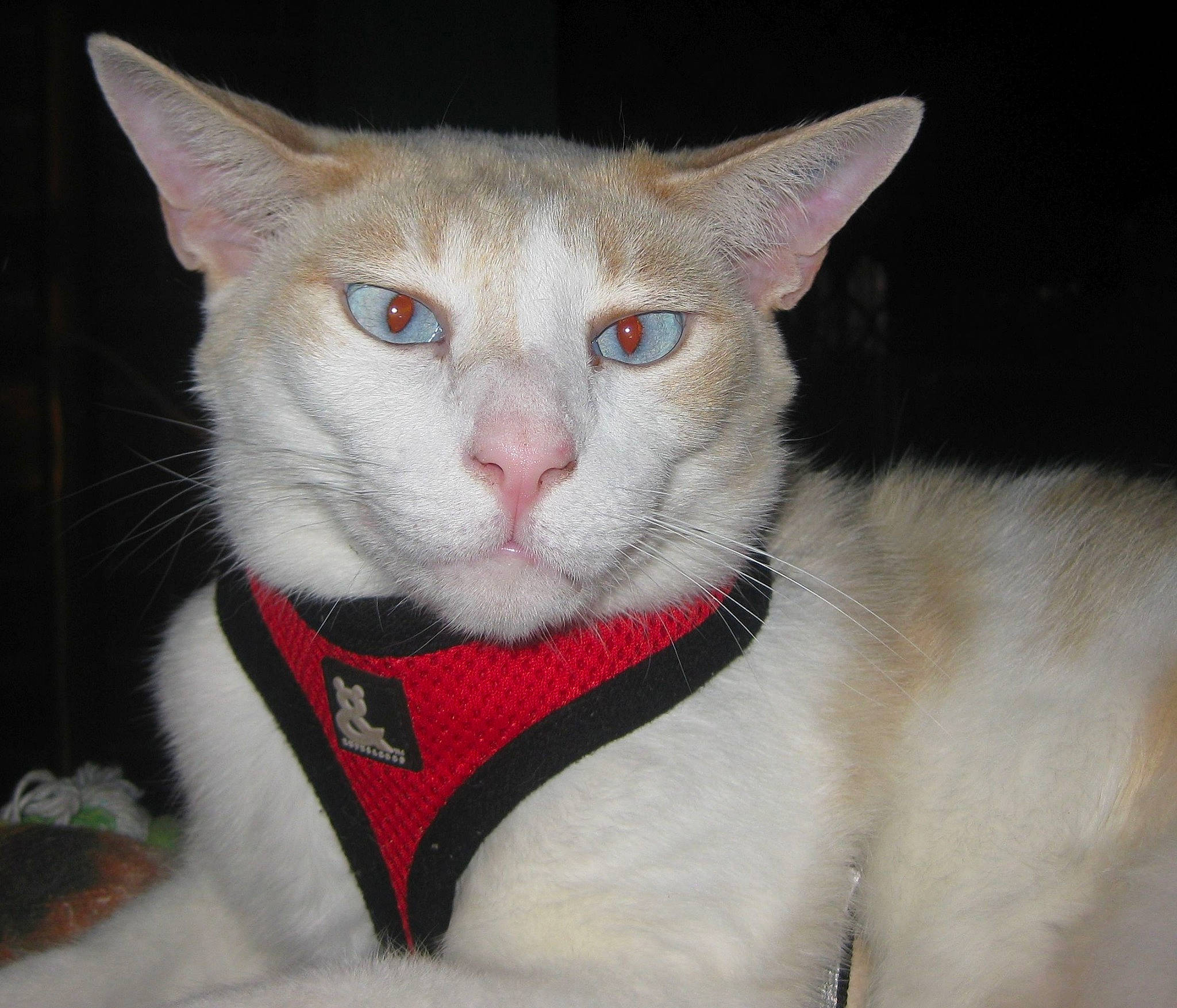 Hunter-adonis joined the competition — help win amazing prizes! carnivore, cat, cat_furniture, cat_supply, collar, domestic_short_haired_cat, ear, eye, fang, fawn, felidae, fur, head, paw, pet_supply, small_to_medium_sized_cats, snout, tail, whiskers, window