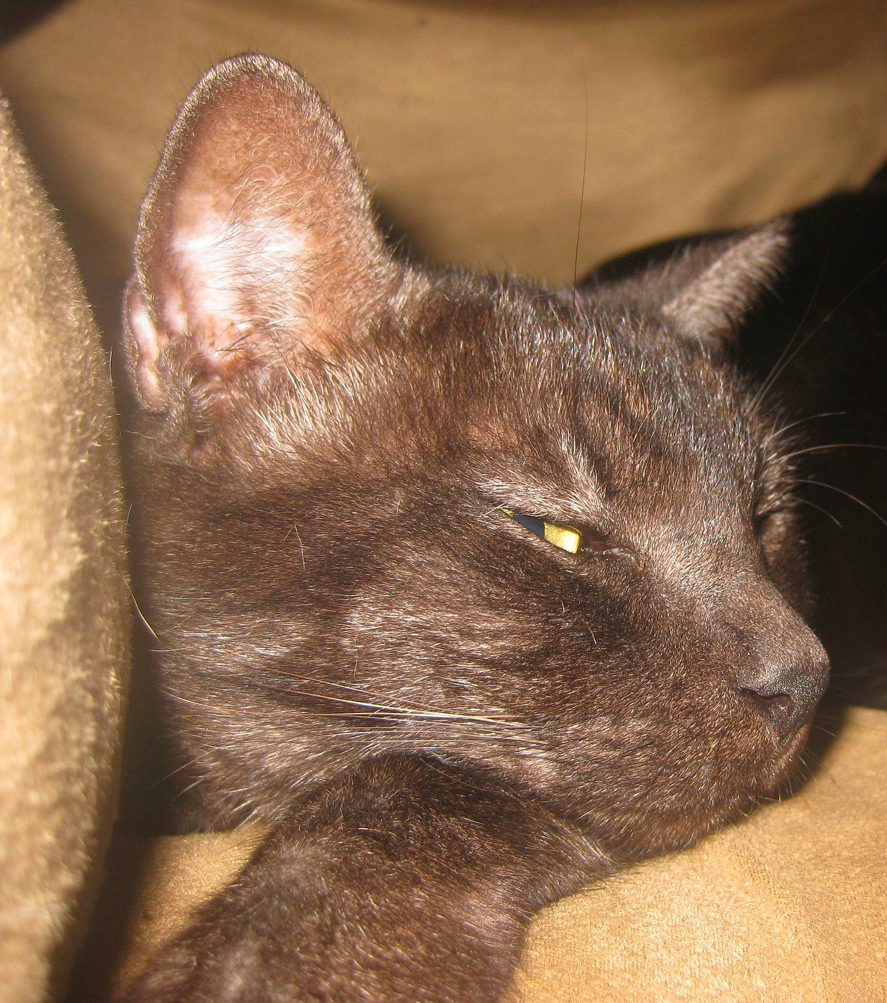 Jodie-venus joined the competition — help win amazing prizes! black_cat, bombay, carnivore, cat, chartreux, claw, domestic_short_haired_cat, ear, felidae, fur, havana_brown, korat, liver, small_to_medium_sized_cats, terrestrial_animal, tonkinese, whiskers, window